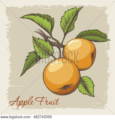 Apple Branch Retro Emblem. Vintage Yellow Appletree Fruit With Green Leaves Decorative Drawing For P