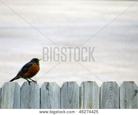 Store Robin på grå træ hegn baggrund