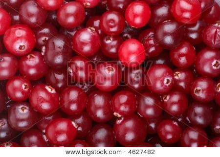 Canneberges rouges