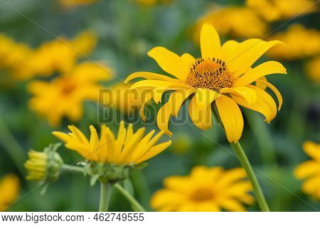 Close Up Of Yellow Flower Of Tithonia Diversifolia (mexican Sunflower Or Nitobe Chrysanthemum) Bloom