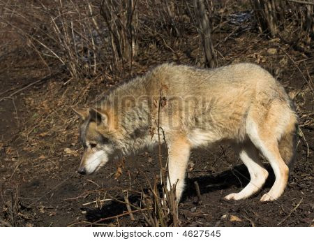 Wolf Mountain
