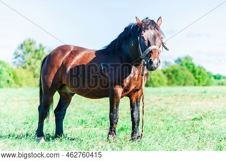 Brown Horse In A Pasture Of A Farm. Chestnut Horse Standing Outdoor Nature.summer Day.