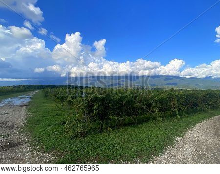 Vineyards In The Mountains. Grapes Grow On Green Slopes