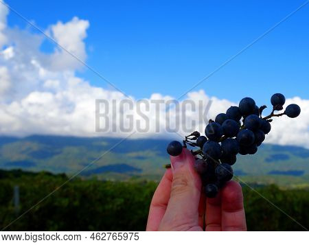 Vineyards In The Mountains. Grapes Grow On Green Slopes