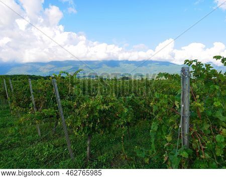 Vineyards In The Mountains. Grapes Grow On Green Slopes