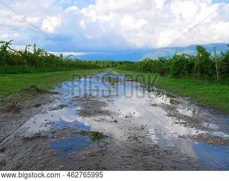 Vineyards In The Mountains. Grapes Grow On Green Slopes
