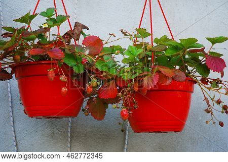 Year-round seedlings - strawberry bushes grow in red hanging pots. Homegrown in September and October . Home garden. Growing fruit in autumn. Strawberries in red dangling flowerpot.