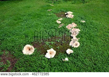 Cap 300 Mm Wide, And Finely Velvety, Soon Deeply Funnel-shaped, Sometimes Fan-shaped, Acuminately As