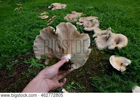 Cap 300 Mm Wide, And Finely Velvety, Soon Deeply Funnel-shaped, Sometimes Fan-shaped, Acuminately As