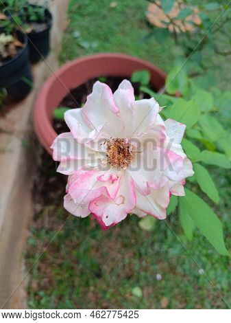 Top View Of Pink Roses Growing In The Garden With Green Leaves