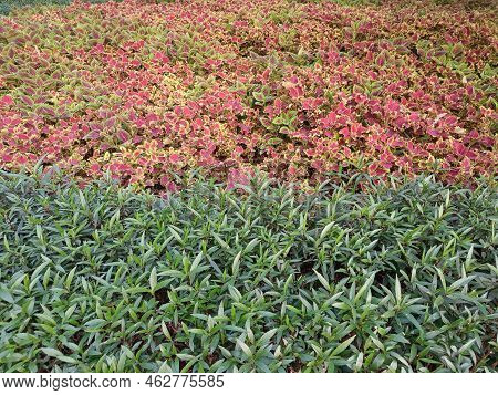 Garden View Filled With Aglaonema Plants And Green Leaves In Spring