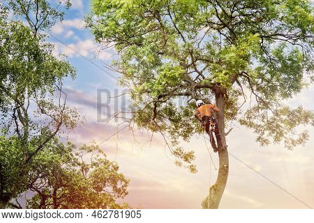 Arborist Climbing Up The Tree And Cutting Branches Off With Small Petrol Chainsaw