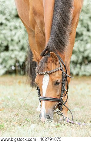 A Brown Horse Grazes On A Sunny Meadow In Summer. Portrait Of A Full-face Horse Eating Green Grass O