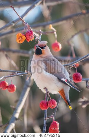 Bohemian Waxwing, A Beautiful Tufted Bird, Latin Name Bombycilla Garrulus, Sitting On A Wild Apple T