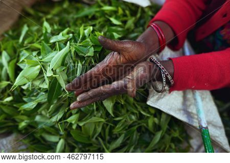 Tea Pickers Hands On A Background Of Fresh Tea Leaves
