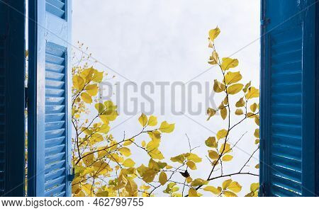Room With Open Blue Window Shutters To - Fall Garden With Yellow Leaves And Green Grass