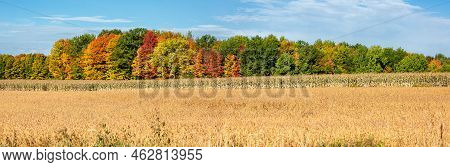 Wisconsin Corn, Soybeans And Colorful Autamn Trees In October, Panorama