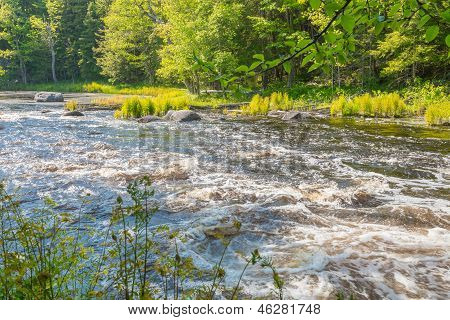 ป่าแม่น้ำในป่า