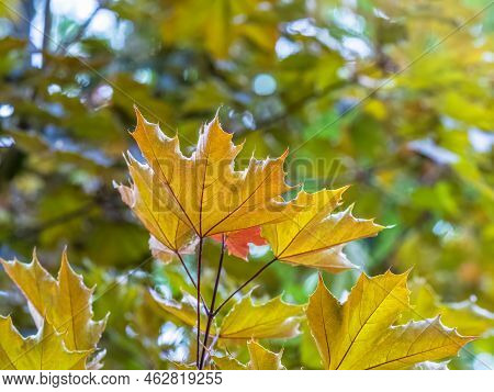 Tree Branch With Dark Red Leaves, Acer Platanoides, The Norway Maple Crimson King. Red Maple Acutifo