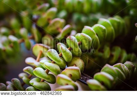Home Flower In A Pot Sukkulent Crassula Hottentot Close Up, Green Background