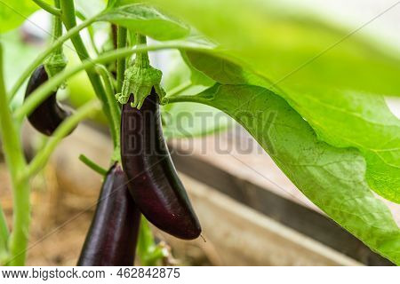 Close-up Eggplant Plant Growing In Greenhouse. Aubergine Plants In Plantation. Aubergine Vegetables 