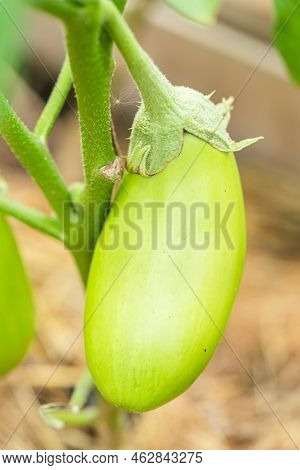 Close-up Eggplant Plant Growing In Greenhouse. Aubergine Plants In Plantation. Aubergine Vegetables 