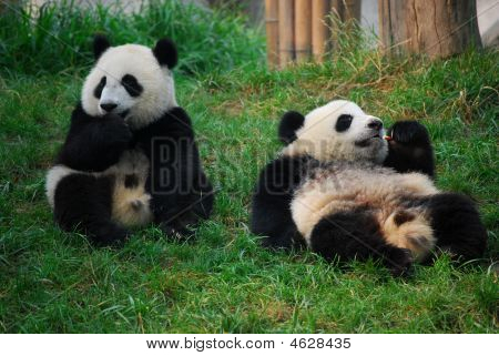 Panda-Brüder