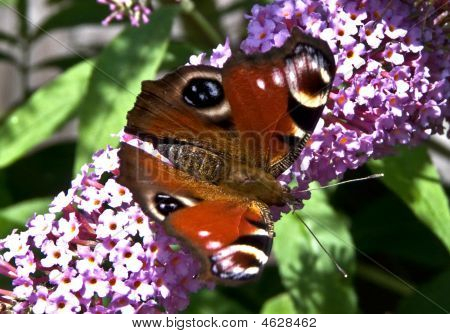 Borboleta