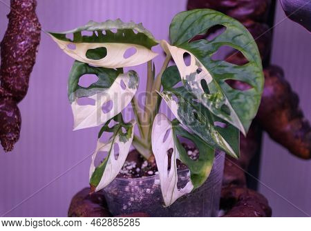 The White And Green Leaves Of Variegated Monstera Adansonii, A Rare And Expensive Tropical Houseplan