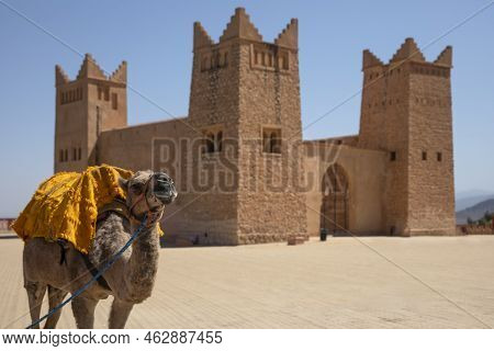 Camel Or Dromedary In The Kasbah Also Known As Kasbah Or Borj Ras El Ain In The Moroccan City Of Ben