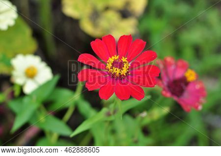 Red White And Purple Zinnia Flower Is A Genus Of Plants Of The Tribe Heliantheae Within The Family A
