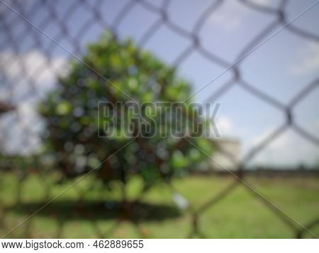 Out Of Focus Photo Of Cempedak Tree In The Yard