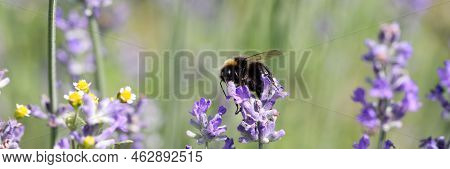 Bee On Gypsophila Flower In Summer Garden. Pollination Of Flowers By Bees And Beekeeping Concept