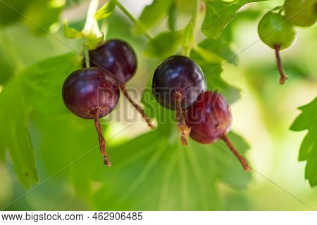 Josta Berries Of A Hybrid Of Blackcurrant And Gooseberry On The Branches Of A Bush In The Early Morn