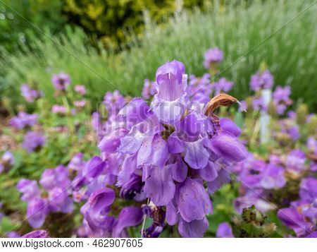 The Large-flowered Self-heal (prunella Grandiflora) 'violacea' Flowering With Tubular, Purple Flower