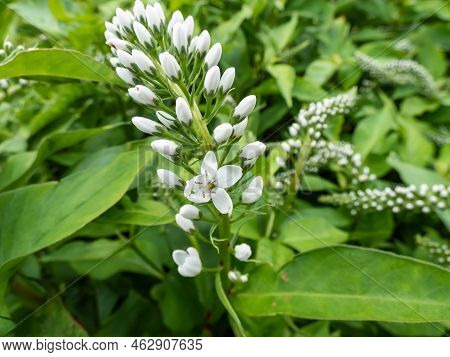The Gooseneck Loosestrife (lysimachia Clethroides) Flowering With Tiny Flowers, Grouped In Terminal 
