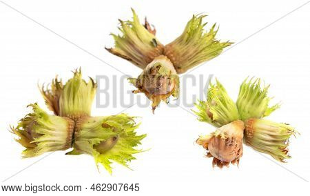 Forest Nuts Hazel Nuts Isolated On White Background
