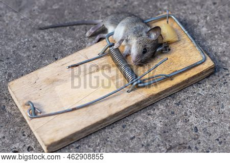 Dead Mouse In A Mousetrap. Mouse Hunting. The Mouse Is A Small Rodent And Pest,