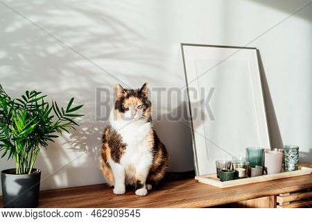 Relaxed Cat In Modern Minimalist Style Interior With White Poster Mockup, Candles On A Wooden Consol