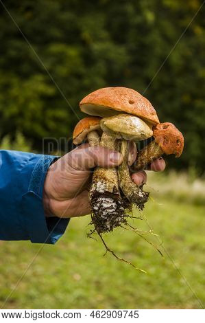 Close-up Of A Some Birch Bolete Mushrooms (leccinum Scabrum) In Hand In The Forest