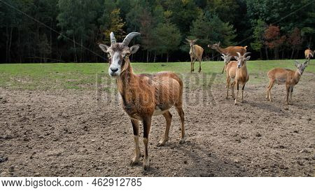 A Young Male European Mouflon At The Edge Of An Autumn Forest. Artiodactyl Wild Animal Of The Genus 