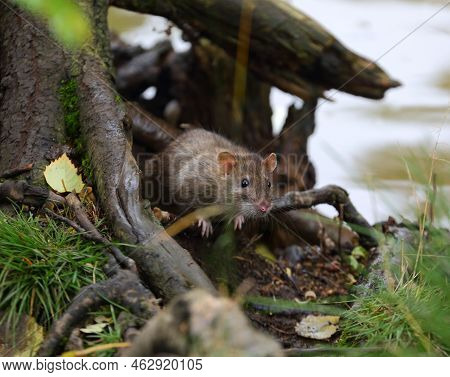A Wild Rat Sits Near The Water On The Roots Of A Tree