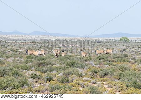 Herds Of Eland And Oryx On A Farm Next To Road R63 Between Victoria West And Loxton In The Karoo