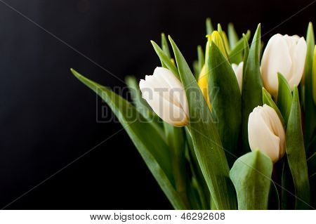 Smukke hvide tulipaner