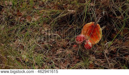 Close-up Of Beautiful Red Fly Mushrooms In The Grass