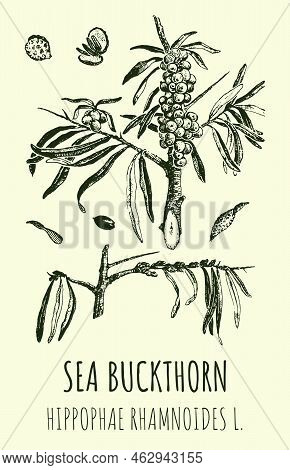 Vector Drawings Of Sea Buckthorn. Hand Drawn Illustration. Latin Name Hippophae Rhamnoides L.