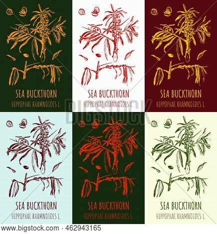 Set Of Vector Drawings Of Sea Buckthorn In Different Colors. Hand Drawn Illustration. Latin Name Hip