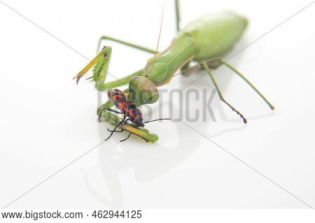 Green Praying Mantis Eats A Beetle On A White Background Close-up. Insect Predator. Nature And Zoolo