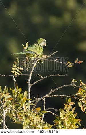 A Drara Parrot, A Non Native Species, In A Tree In Israel.