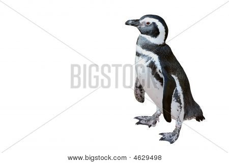 ペンギン